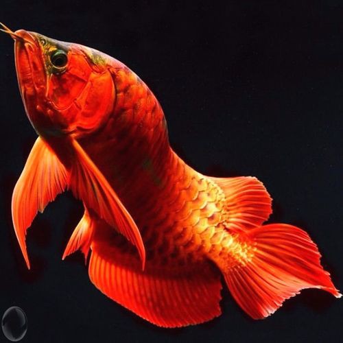 藍底紅龍魚和綠底紅龍魚