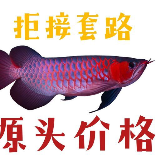藍底紅龍魚和綠底紅龍魚