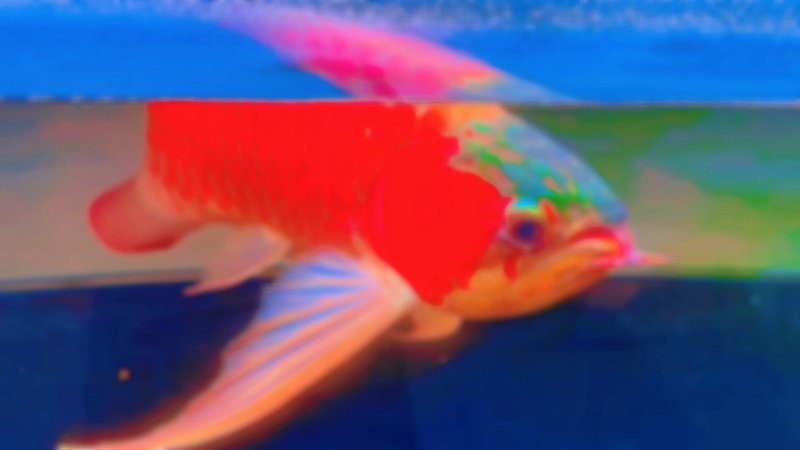 藍底紅龍魚和綠底紅龍魚