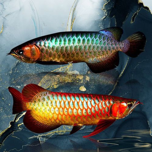 藍底紅龍魚和綠底紅龍魚