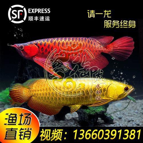 藍底紅龍魚和綠底紅龍魚