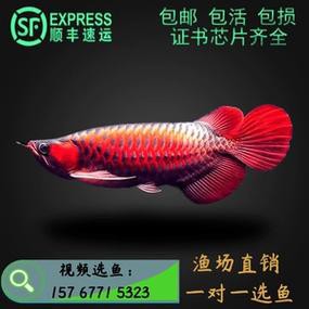 藍底紅龍魚和綠底紅龍魚