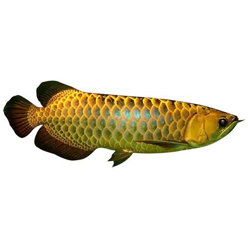 藍底紅龍魚和綠底紅龍魚