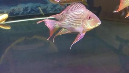 元寶鯽搭配龍魚（元寶鯽和龍魚可以混養嗎？）