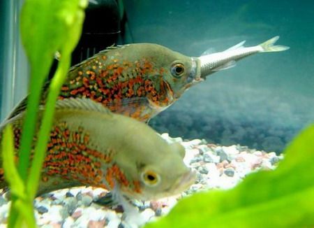 元寶鯽搭配龍魚（元寶鯽和龍魚可以混養嗎？）