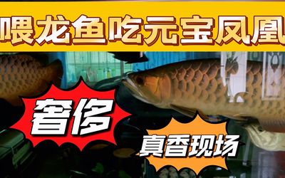 元寶鯽搭配龍魚（元寶鯽和龍魚可以混養嗎？）