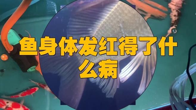 龍魚發(fā)紅是怎么回事