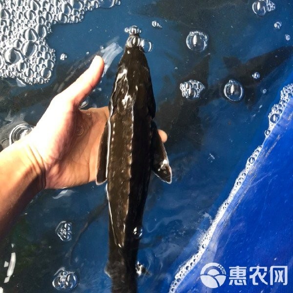 鱘龍魚一斤多少錢