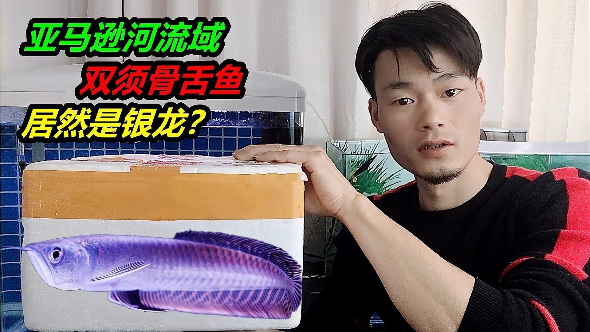 銀龍魚總張嘴不吃食怎么辦 銀龍魚總張嘴不吃食怎么辦 龍魚百科 第1張