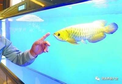 龍魚水溫多少度合適養小魚：龍魚與小魚的適宜水溫是養魚成功的關鍵因素之一