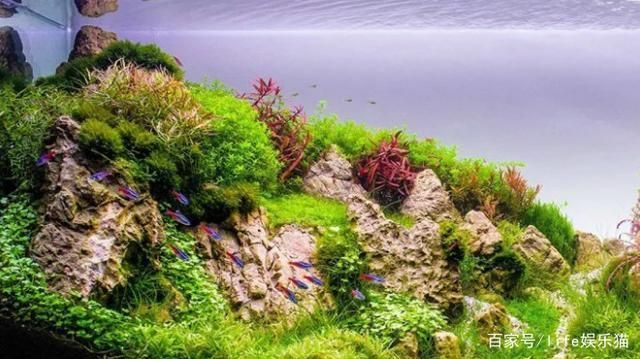 不同水質下水草的選擇技巧：不同類型的水質條件下選擇水草的技巧，選擇水草的技巧