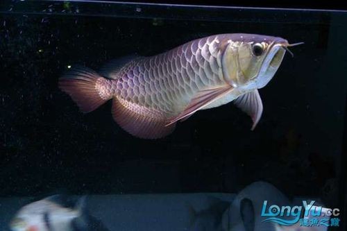 高背金龍魚是什么意思圖片大全