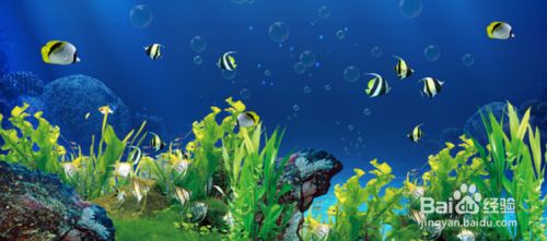 養(yǎng)熱帶魚魚缸如何布景，熱帶魚缸水草養(yǎng)護要點