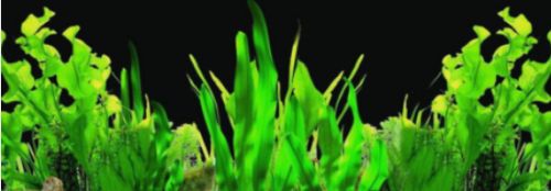 養(yǎng)熱帶魚魚缸如何布景，熱帶魚缸水草養(yǎng)護要點