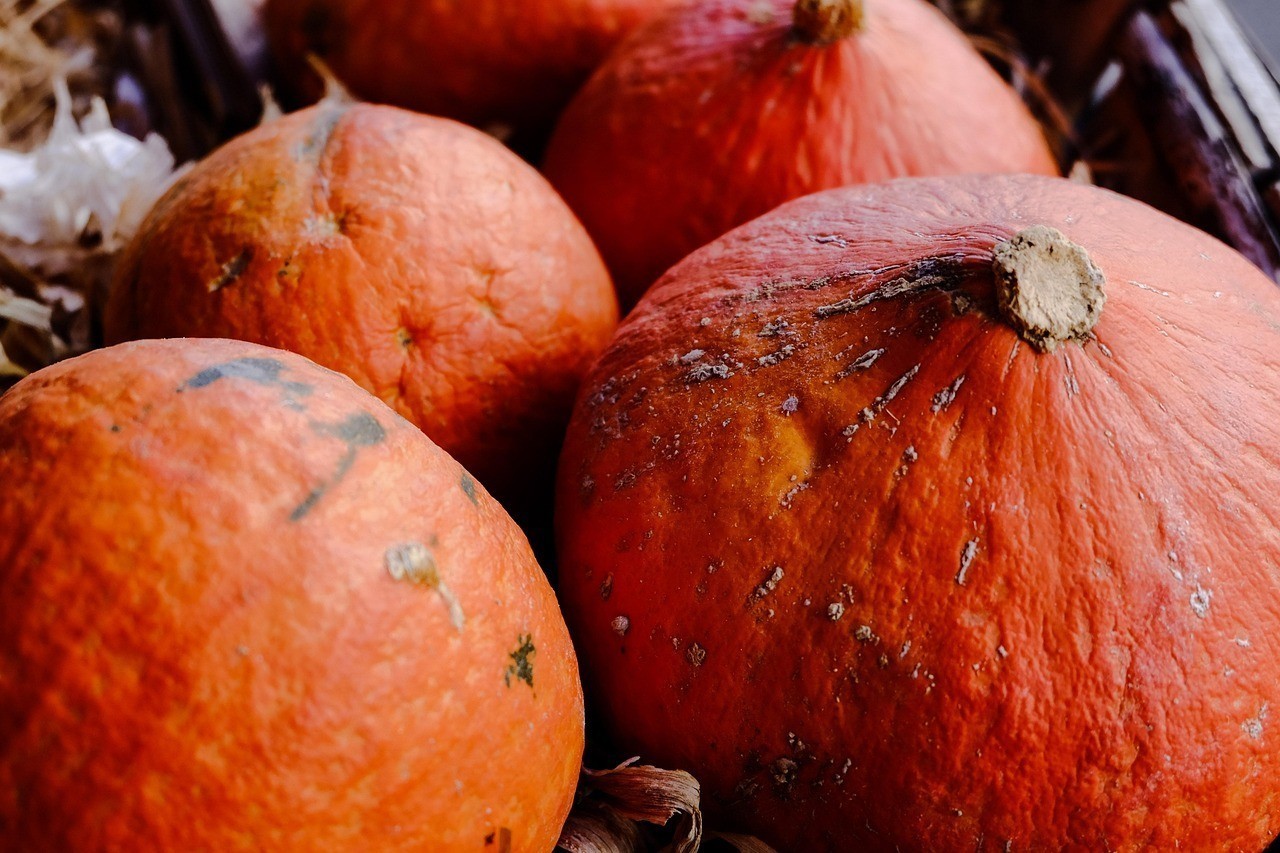 <strong><mark>玉山</mark></strong>縣小張多肉萌寵店（<strong><mark>玉山</mark></strong>縣小張多肉萌寵店地址）