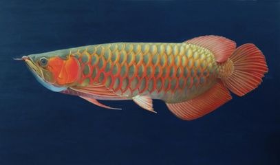 畫龍魚的畫家陳鐘：他曾是迷幻鼻祖樂隊whai的貝斯手，曾是中國迷幻鼻祖樂隊貝斯手