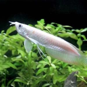 怎么挑龍魚幼苗呢（如何挑選龍魚幼苗）