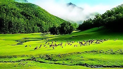 黑龍在現代流行文化中的影響