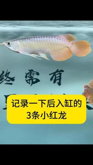 與紅龍魚混養的魚有哪些圖片