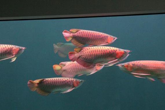 與紅龍魚混養的魚有哪些圖片