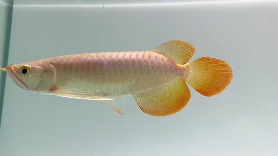 與紅龍魚混養的魚有哪些圖片