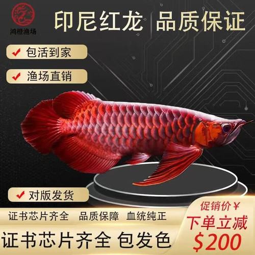紅龍魚去哪里買比較好養活 紅龍魚去哪里買比較好養活 龍魚百科 第3張