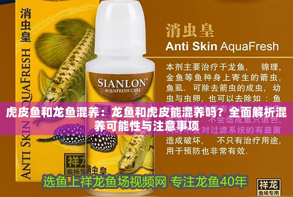 虎皮魚和龍魚混養：龍魚和虎皮能混養嗎？全面解析混養可能性與注意事項