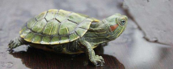 虎皮魚和龍魚混養：龍魚和虎皮能混養嗎？全面解析混養可能性與注意事項