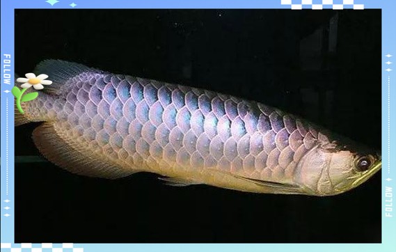 龍魚身上有白點凸起怎么辦圖片