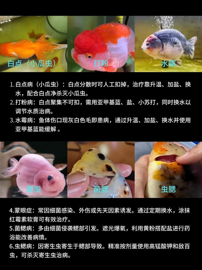 龍魚身上有白點凸起怎么辦圖片