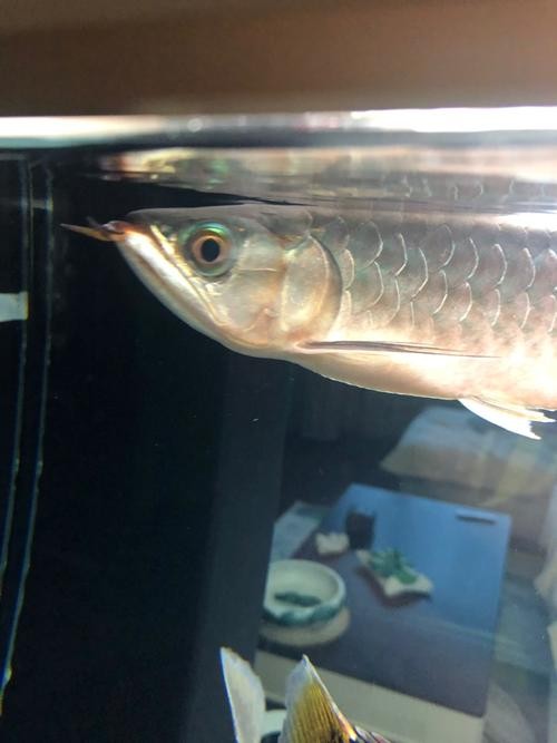 龍魚身上有白點凸起怎么辦圖片