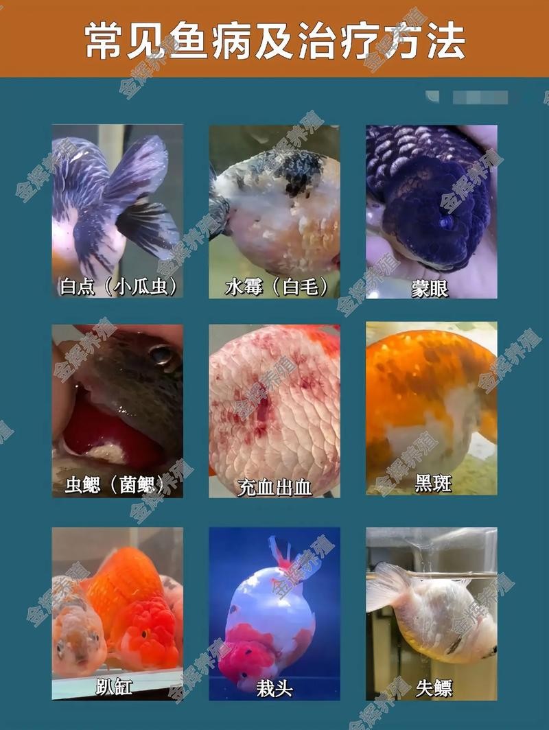 龍魚身上有白點凸起怎么辦圖片