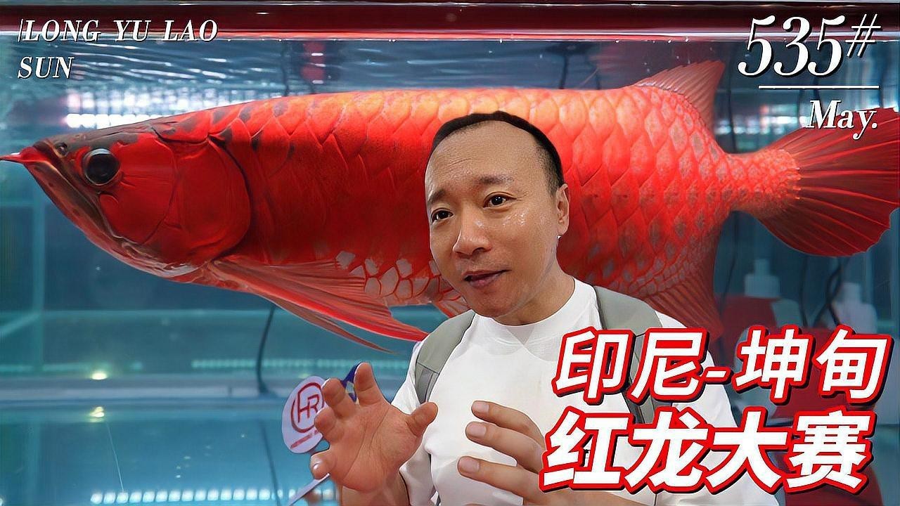 如何搜索高清紅龍魚視頻？