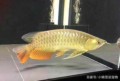 龍魚人不在就趴缸：龍魚不在時，龍魚可能會出現(xiàn)趴缸現(xiàn)象