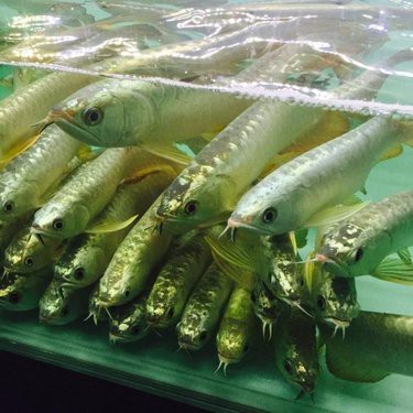浙江龍魚市場價格查詢
