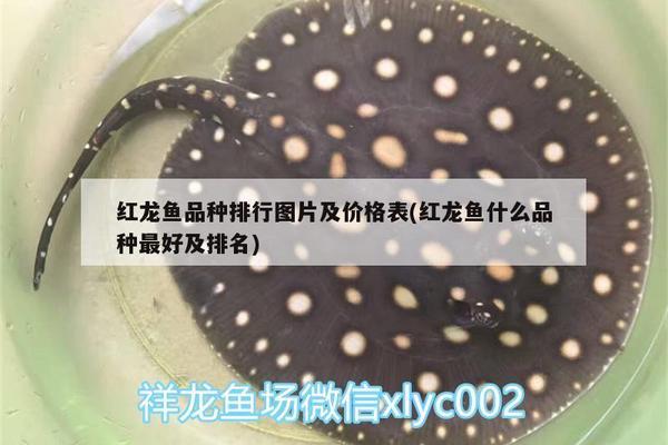 樂亭縣格池水族店