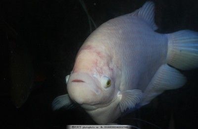 30種常見熱帶觀賞魚大白魚圖片：30種常見熱帶觀賞魚大白魚