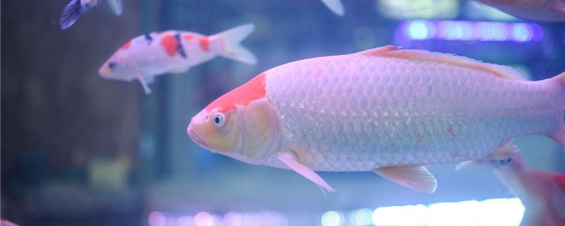 入缸新魚(yú)消毒的三大步驟
