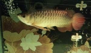 南龍魚（南龍魚是一個常見的名稱但實際上可能指代不同的魚類）