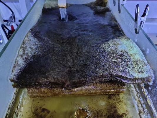 四平市鐵西區發現水族店（四平鐵西水產批發市場在哪）