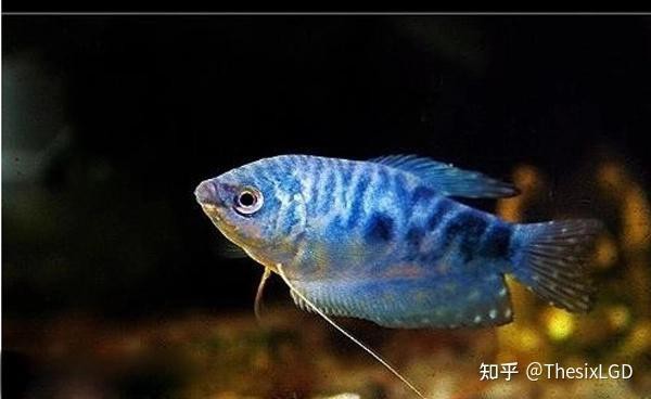 50的魚缸能養(yǎng)龍魚嗎
