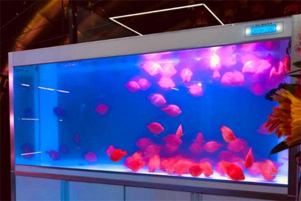 魚缸水為什么發白渾濁（如何維護魚缸硝化系統）