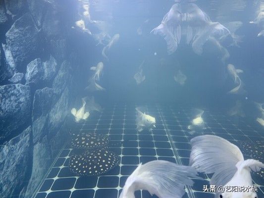 魚缸水為什么發白渾濁（如何維護魚缸硝化系統）