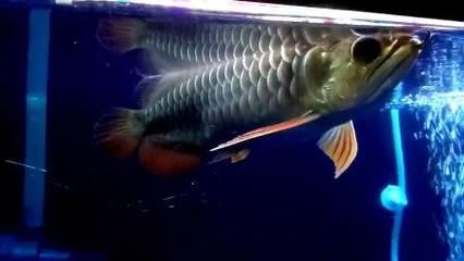 金龍魚白毛病【如何治療金龍魚白毛病】