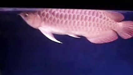 龍魚一張嘴一張嘴：龍魚嘴巴一張一合是什么原因？