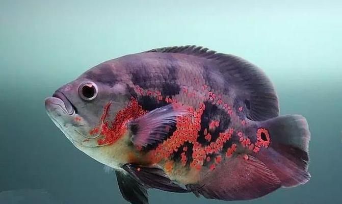 龍魚和什么魚混養(yǎng)比較合適（混養(yǎng)龍魚與某些魚類可以增加觀賞性和互動性和互動性）