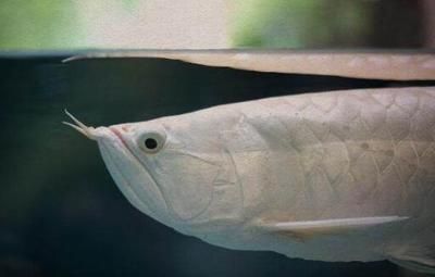 銀龍魚身上有白色腐爛怎么回事（銀龍魚身上出現白色腐爛怎么辦）