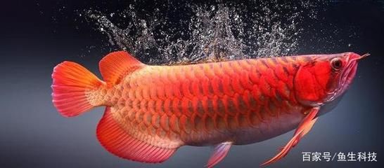 龍魚(yú)不停的快速游動(dòng)：龍魚(yú)不停快速游動(dòng)可能是由于多種原因引起的