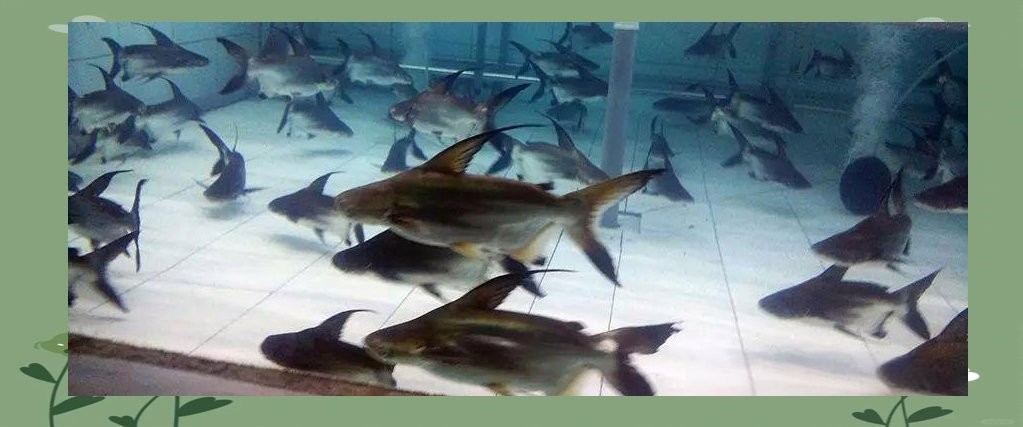 龍魚和虎頭鯊能混養嗎圖片大全