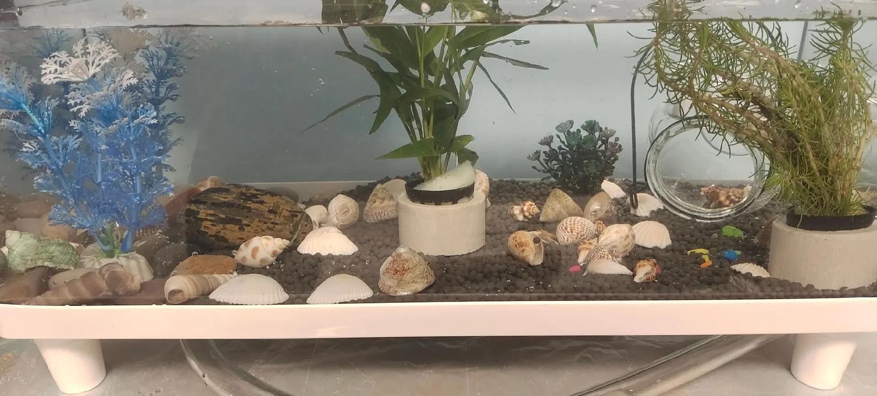 龍魚和虎頭鯊能混養嗎圖片大全